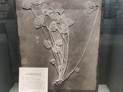 -大连自然博物馆