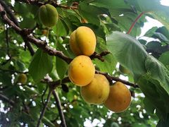 -北马山庄植趣咖啡