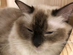-momokira米努特·德文卷毛猫·棉花面纱犬