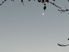 -荔枝公园(福田区)