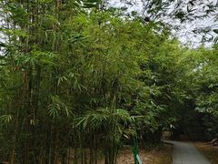 -大屏嶂森林公园