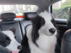 -宠物之家Pets Home 宠物寄养酒店