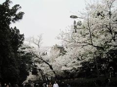 -武汉大学-樱园