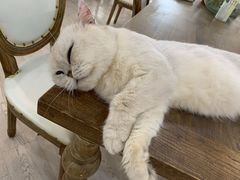 -共舞时光猫咖·狗咖(新街口店)
