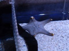 -暹罗海洋世界