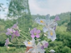 -嘉龙茶庄