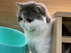 -宠爱国际动物医院· 猫科· 外科·中兽医(长白店)