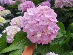 -东湖磨山景区