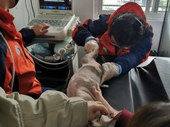 -伟伟宠物医院·CT影像中心·瑞派犬猫综合性门诊(汉口总院)