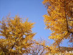 -遵化市禅林寺古银杏风景园