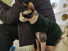 -猫域·湾主题猫咖·宠物吧(南坪城市广场店)