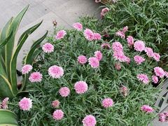 -PlantsEatery·植物食堂(REX春熙店)