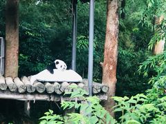 -广州长隆野生动物世界