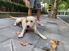 -申普宠物医院·眼科·心内科·影像科(普陀分院)