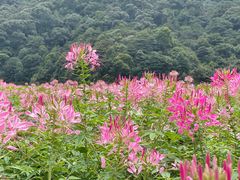 -广州市石门国家森林公园