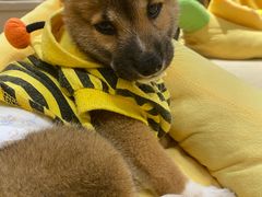 -逗柴咖啡屋·狗咖猫咖宠物桌游
