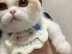 -飞行喵MR PILOT|猫舍·猫咖(静安大融城店)