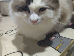 -藏猫猫咖啡主题馆(中央大道店)