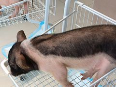 -怪兽屋·羊驼·猫咖·狗咖(俊华广场店)