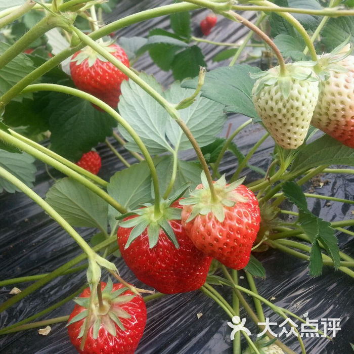 本乡本土绿苑草莓采摘园商户图片图片-北京采摘/农家乐-大众点评网