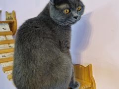 -我爱猫咪·猫咖·狗咖·安哥拉兔·羊驼咖(小寨华旗店)