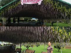 -荷兰花海
