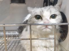 -爱宠有家宠物医院(彩虹桥总店)