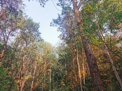 -青龙山国家森林公园