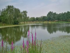 -东郊湿地公园