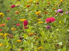 -野鸭湖国家湿地公园