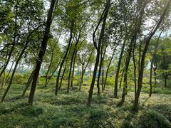 -上海海湾国家森林公园