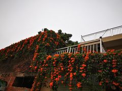 -长洲岛