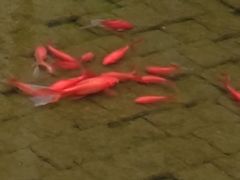 -渝半城经典川粤菜(重庆天地店)