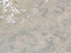 -大屏嶂森林公园