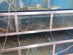 -宾朋海鲜特色美食餐厅·纯手工鲅鱼水饺(兴海路店)