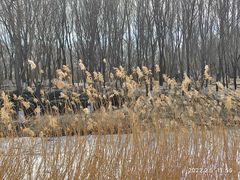 -大兴滨河森林公园