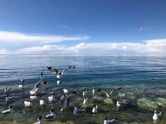-青海湖国家重点风景名胜区