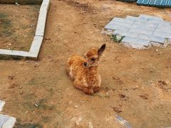 -静之湖湖畔餐厅