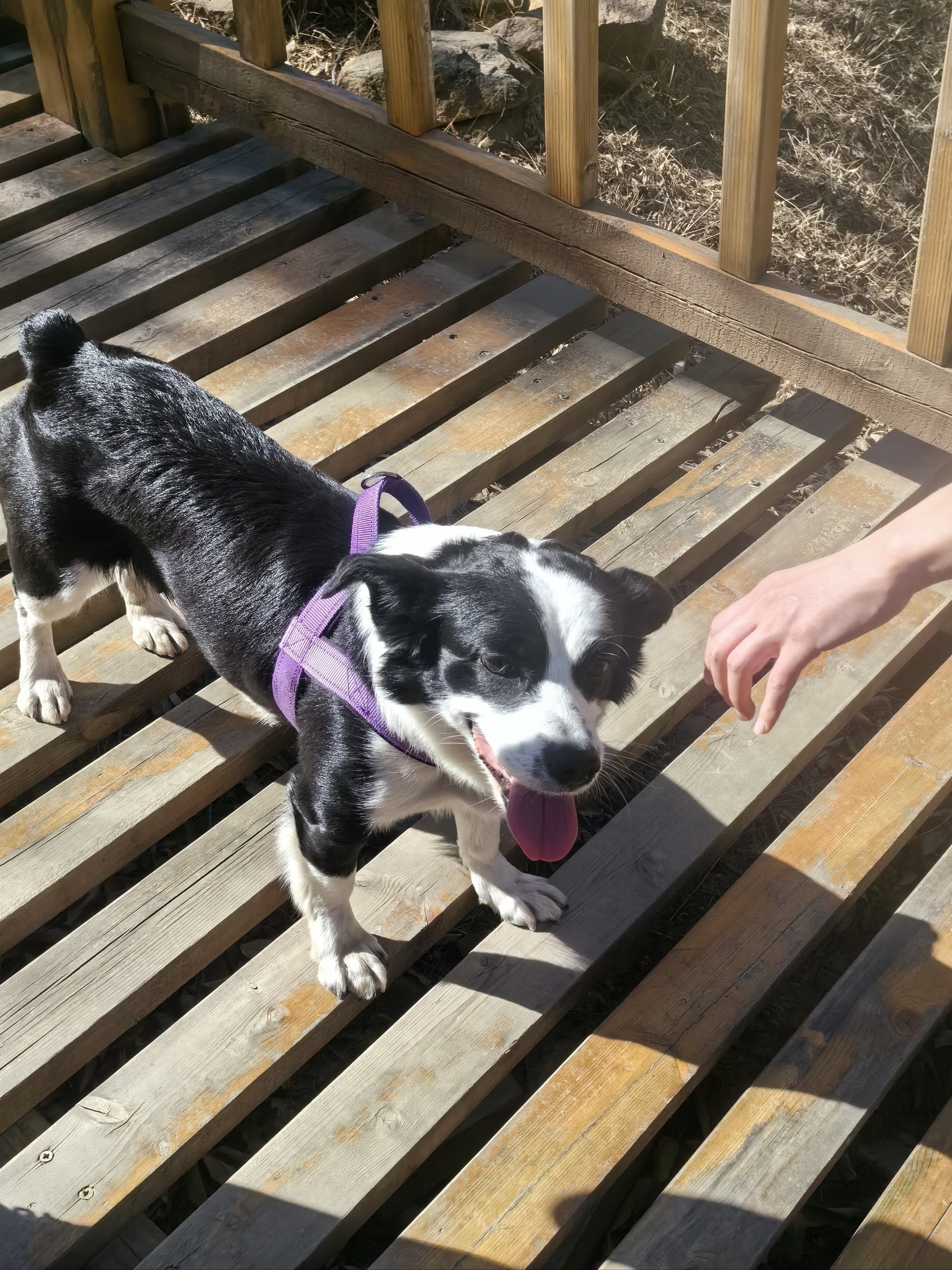 爬山遇到边基,边牧与柯基的混血狗狗