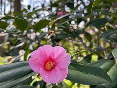 -上海滨江森林公园