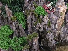 -中环花鸟鱼虫市场