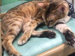 -猫色咖啡·猫咖