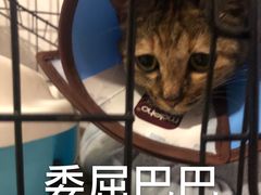 -圣宠动物医院·犬猫专科·影像中心·外科中心