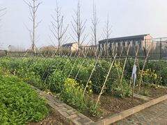 -上海崇明金茂凯悦酒店