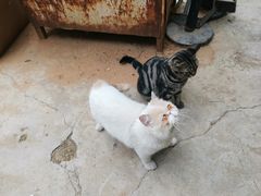 -济南轻骑摩托车有限公司(和平路)