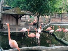 -清迈夜间动物园