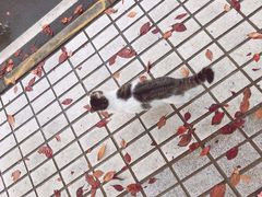 -同济大学本部学苑饮食广场