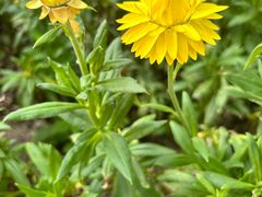 -崇圣寺三塔文化旅游区