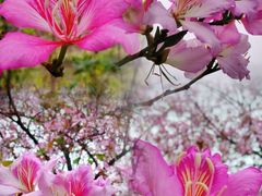 -广东花都湖国家湿地公园