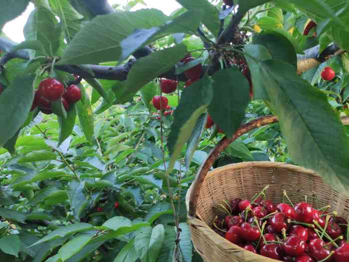 白鹿原樱桃园-"白鹿原樱桃园趁着假期出来遛遛,没赶上看.